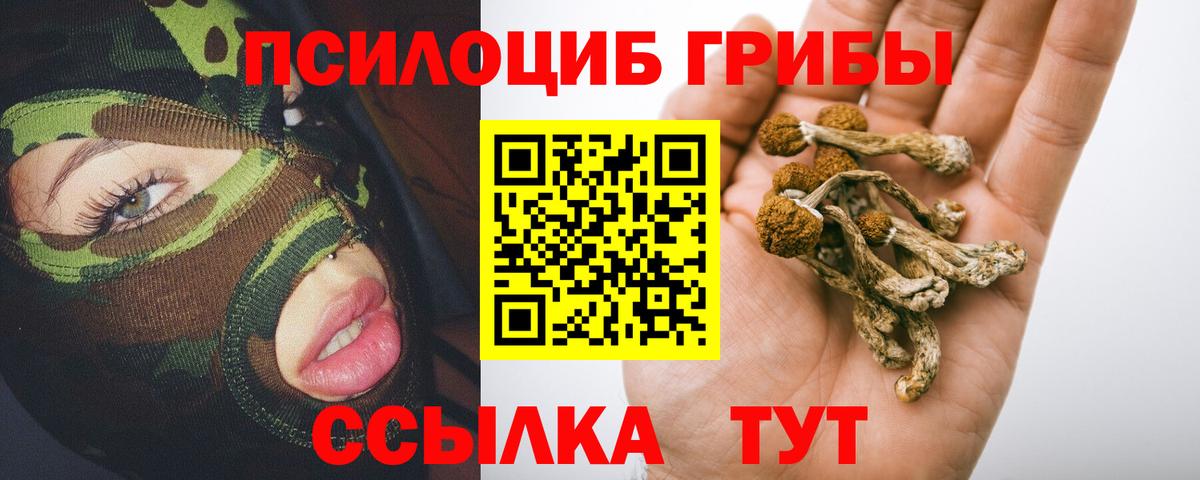дарнет шоп  Гурьевск  Галлюциногенные грибы Psilocybe 